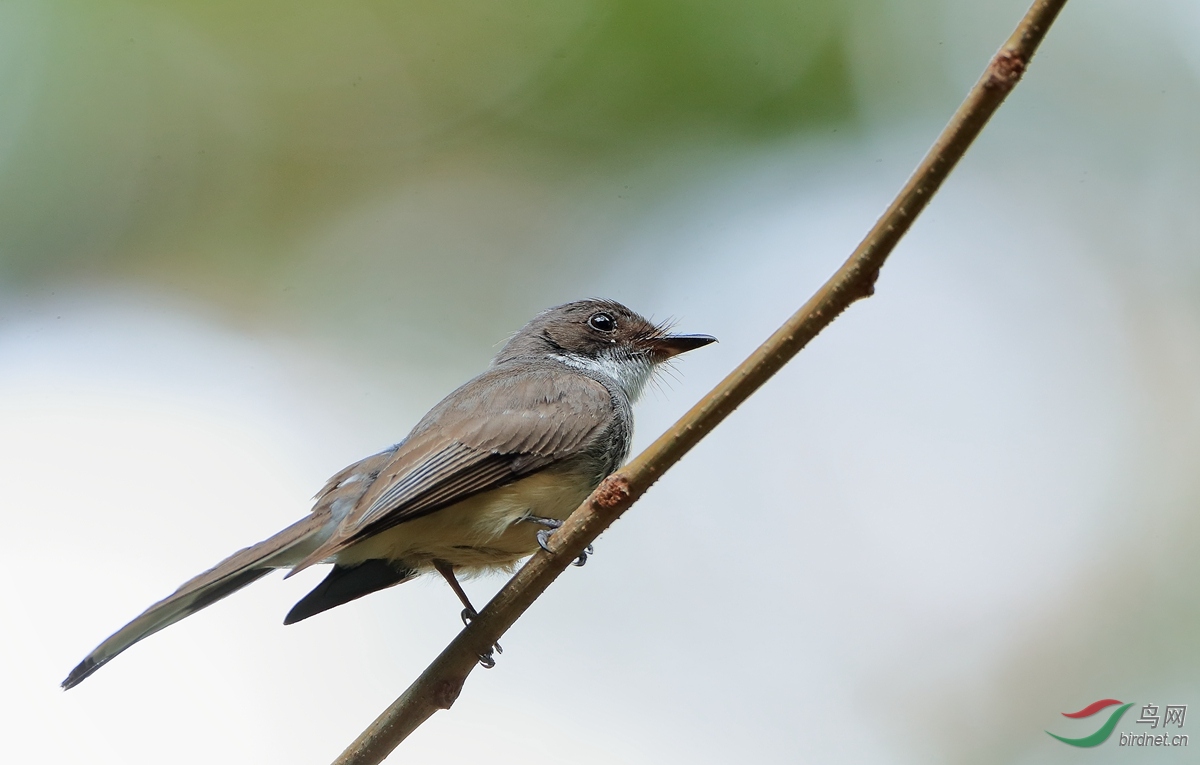 ����β�lNorthern Fantail.jpg