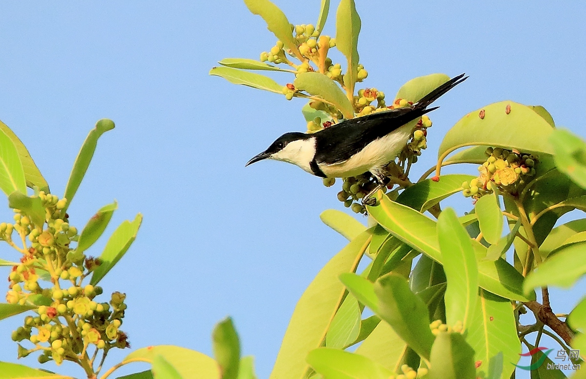 ���غ�������Banded Honeyeater.jpg