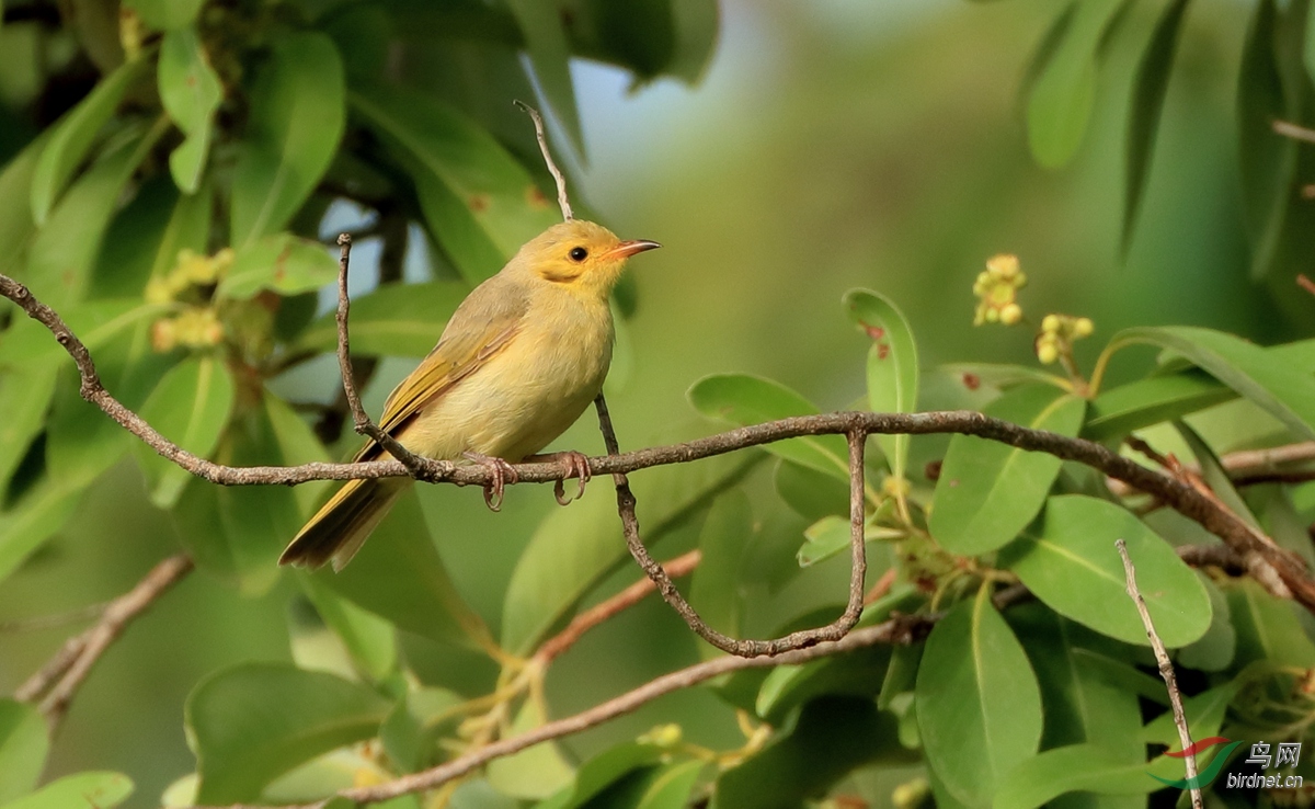 ����������Yellow-tinted Honeyeater.jpg