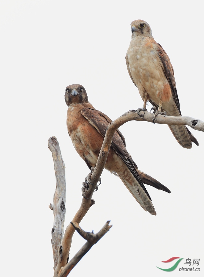 ����Brown Falcon.jpg