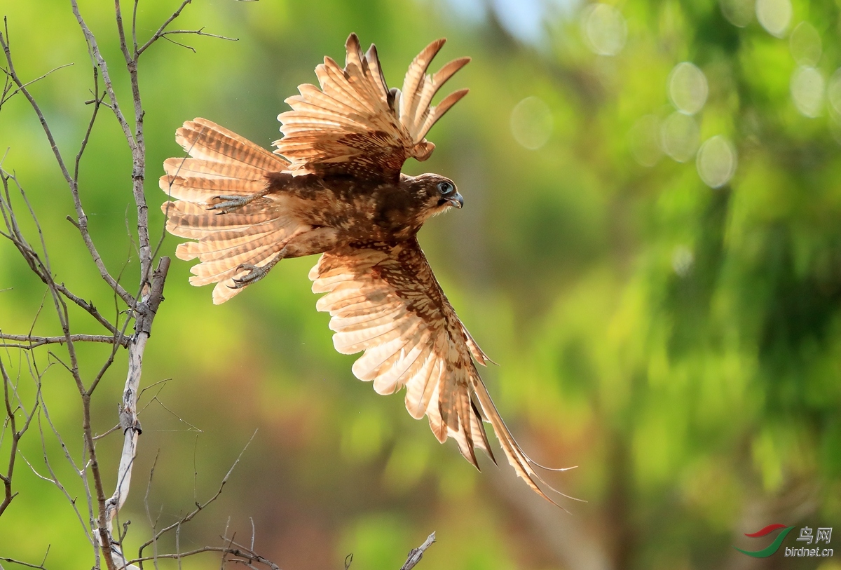 ��ӥBrown Goshawk.jpg