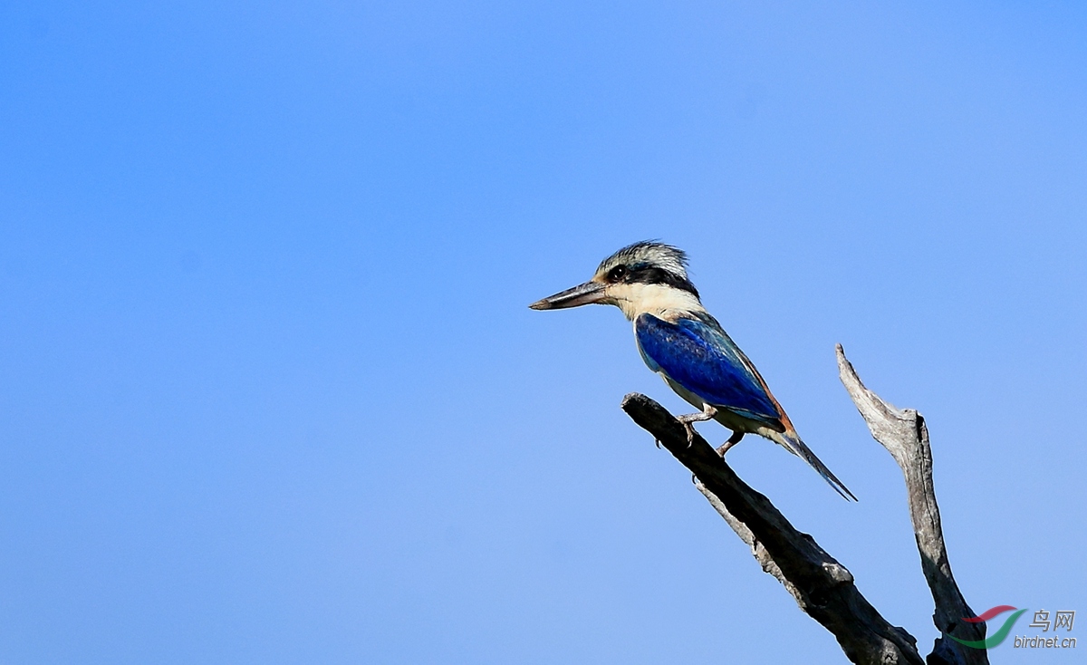 �챳���Red-backed Kingfisher.jpg