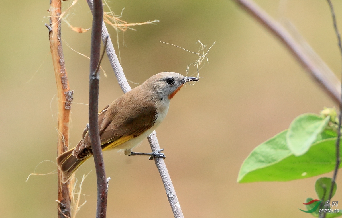 ���������Rufous-throated Honeyeater.jpg