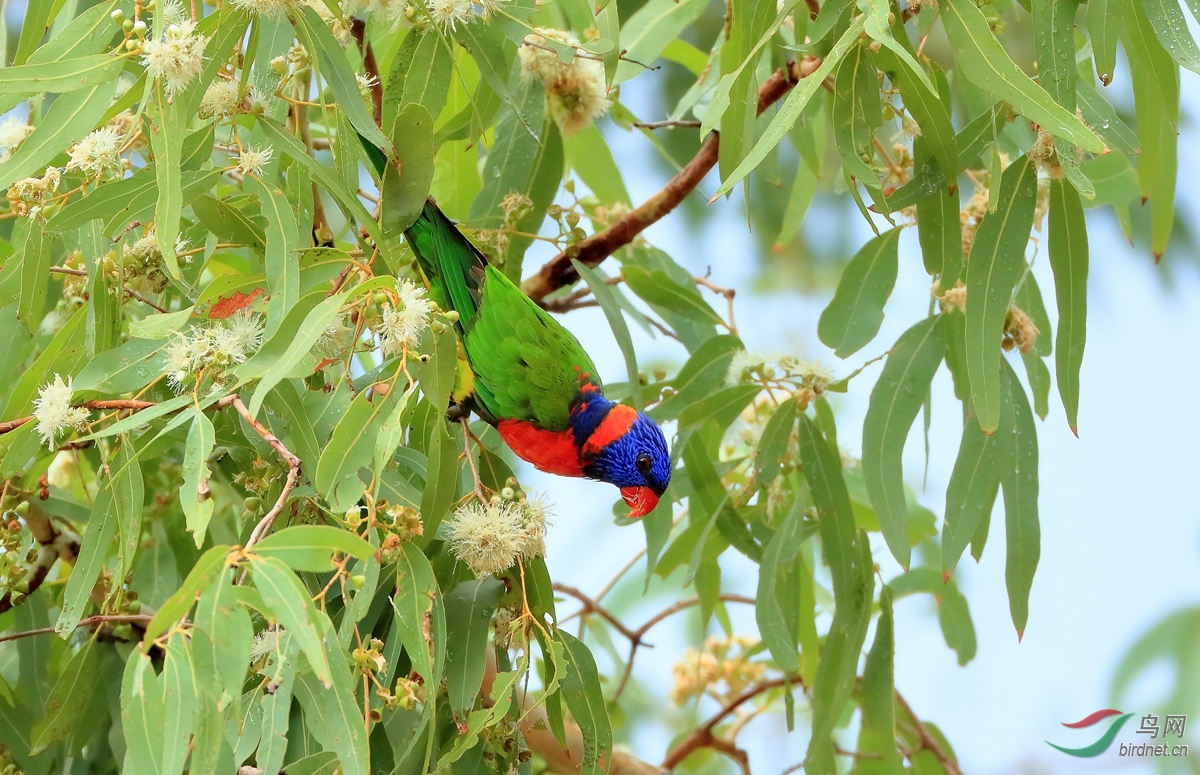 ��������red-collared lorikeet.jpg