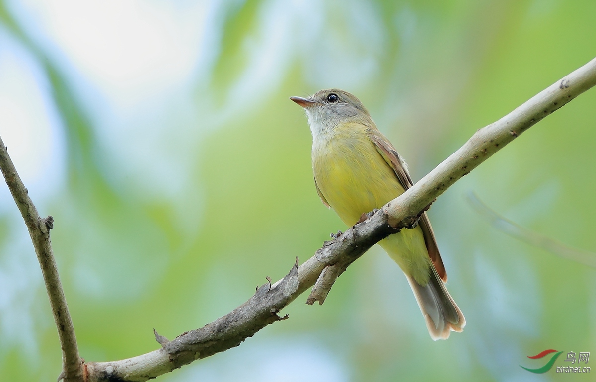 ����С�lLemon-bellied Flyrobin.jpg