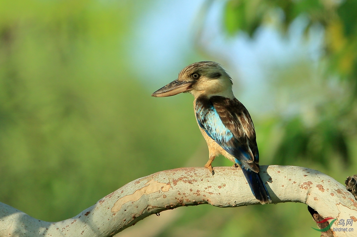 蓝翅笑翠鸟blue-winged kookaburra.jpg