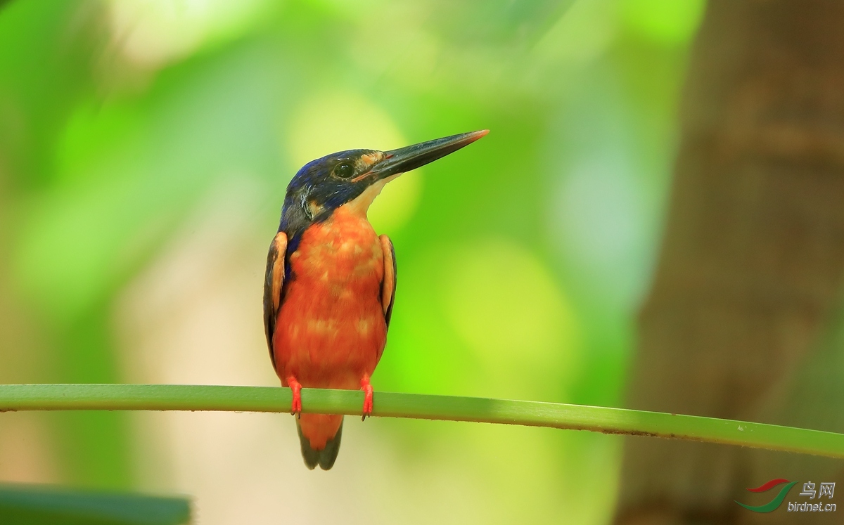������Azure Kingfisher.jpg