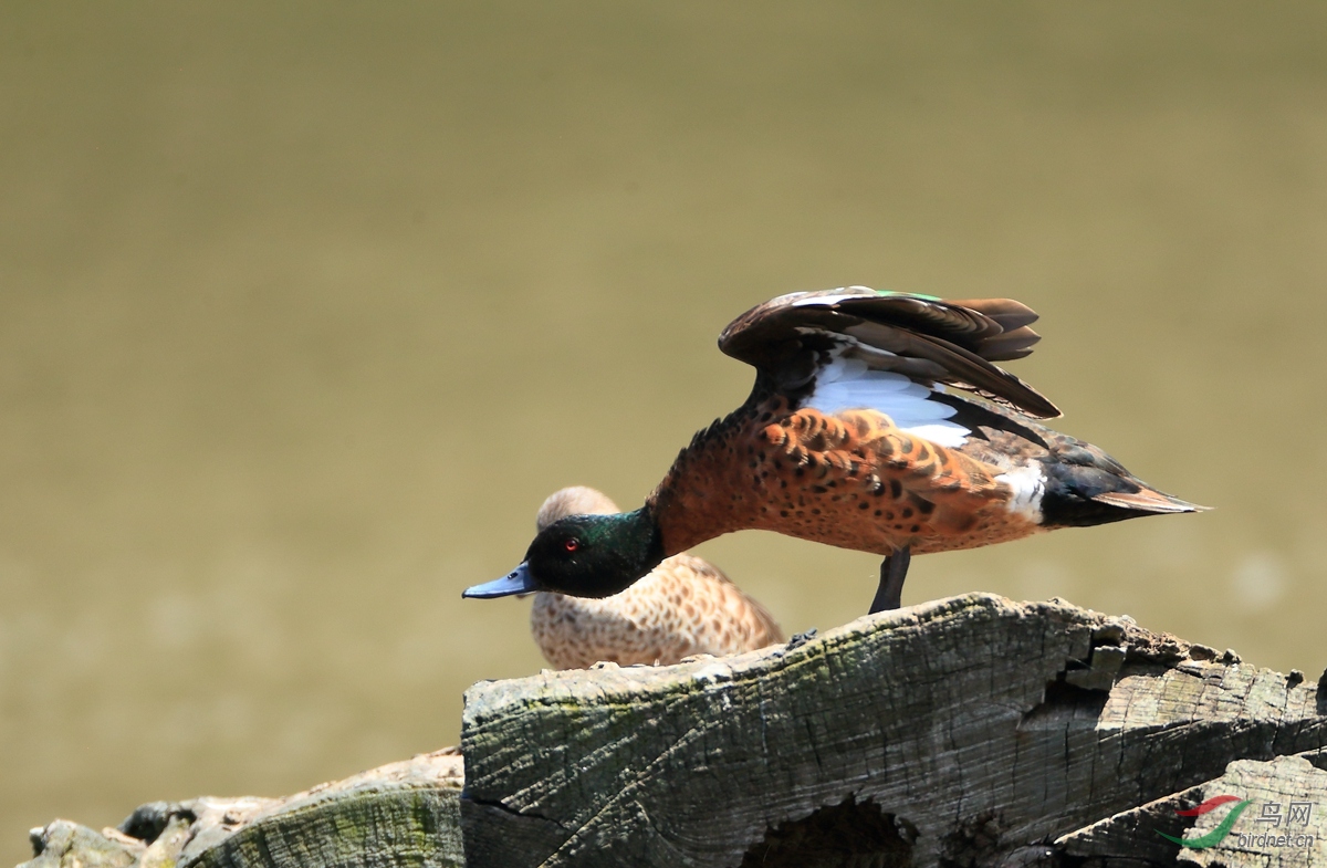 ����ѼChestnut Teal.jpg