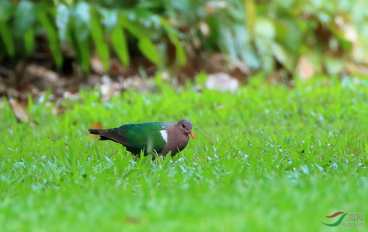 ̫ƽ����Pacific Emerald Dove.jpg