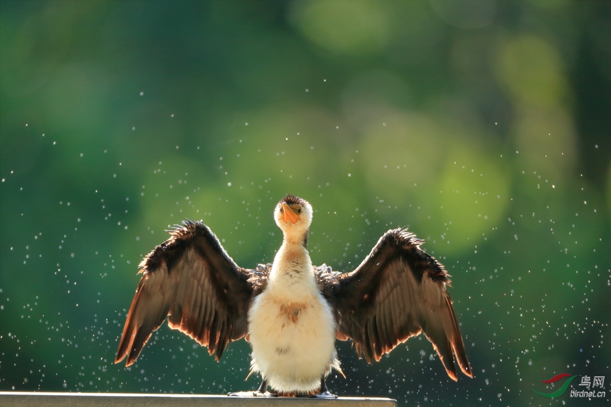 С�����Little Pied Cormorant.jpg