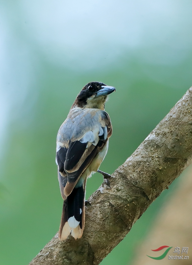 ������ȵsilver-backed butcherbird.jpg