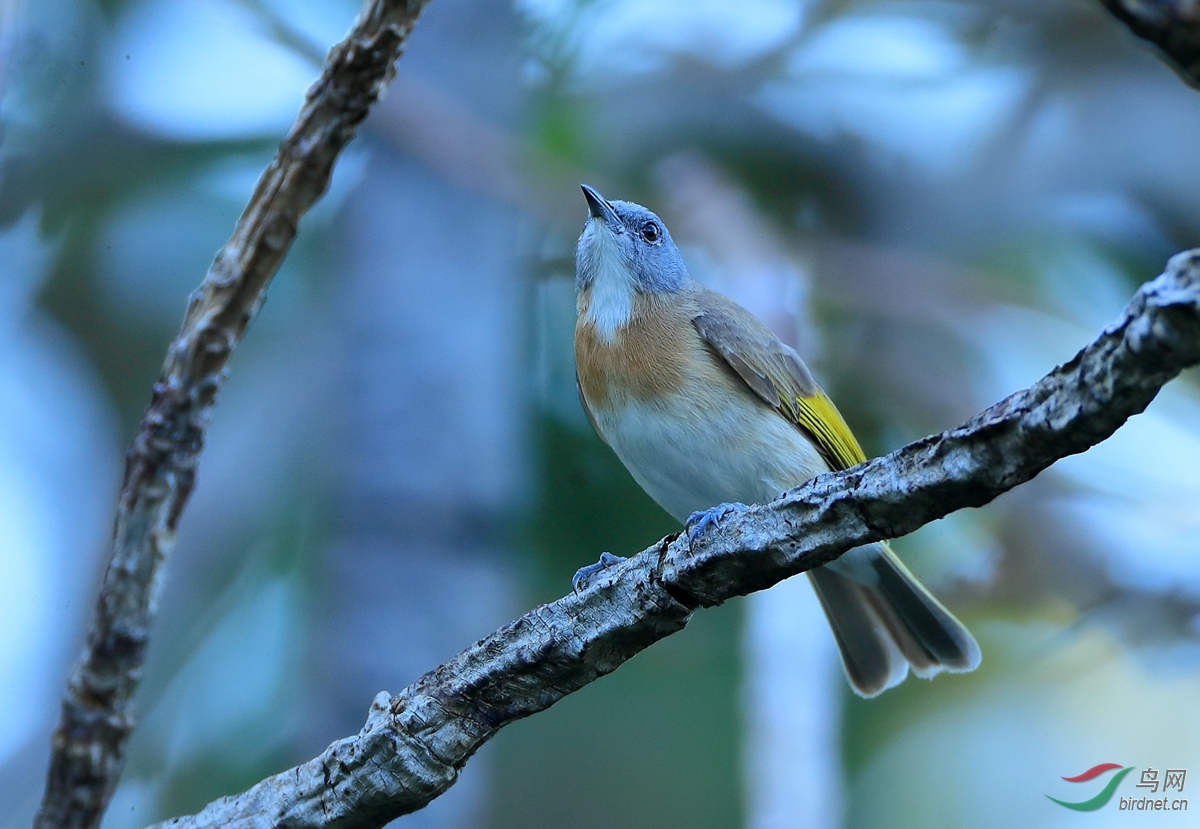 �ذ�������Rufous-banded Honeyeater.jpg