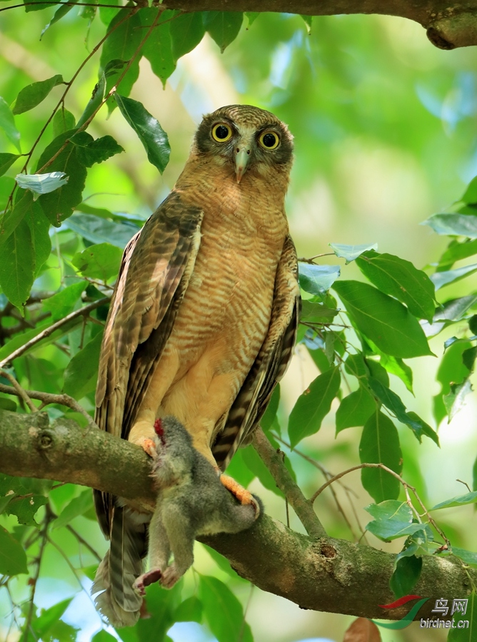 ��ӥ�^Rufous Owl.jpg
