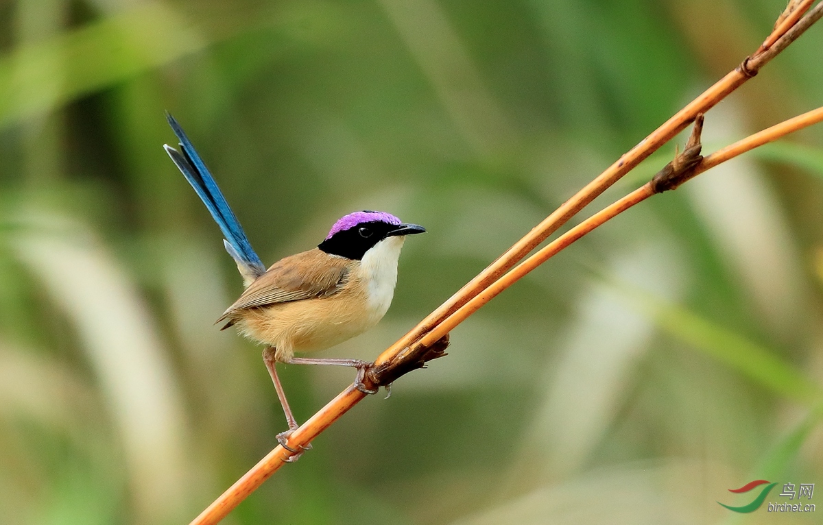 紫冠细尾鹩莺purple-crowned fairywren.jpg