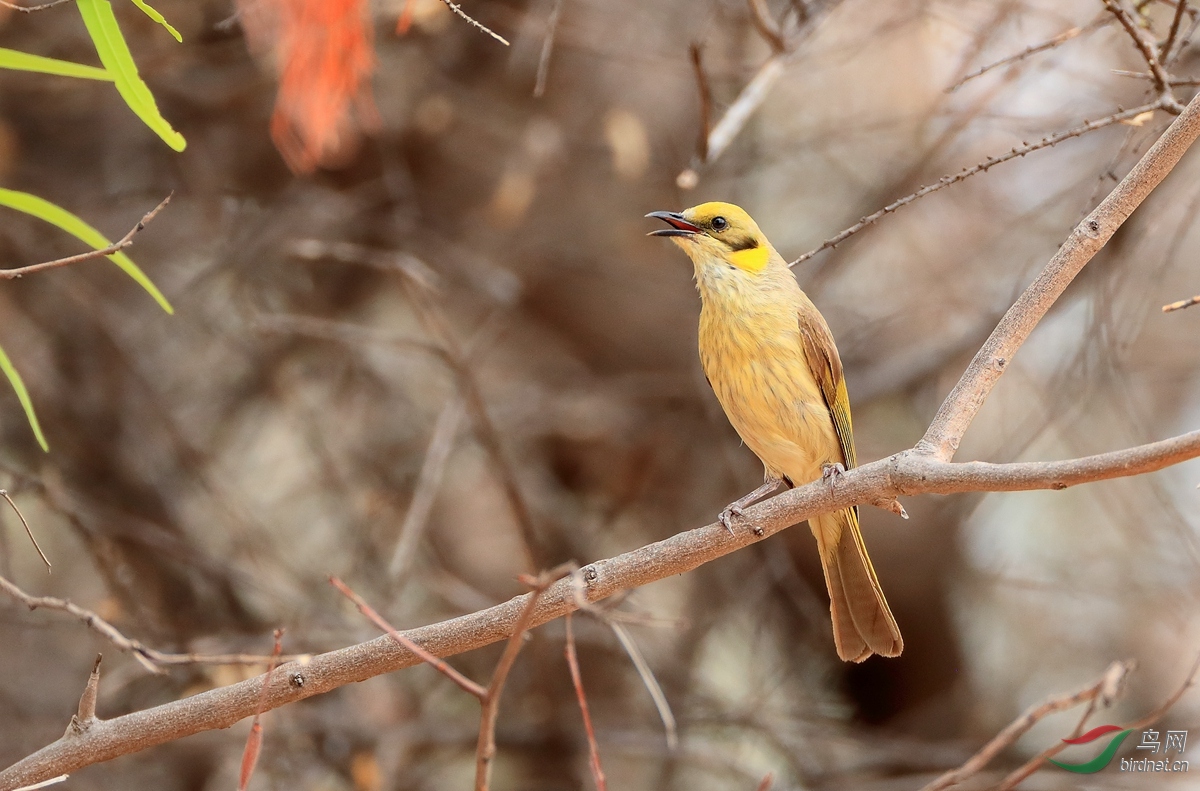 ���޻Ҷ�������Grey-fronted Honeyeater.jpg