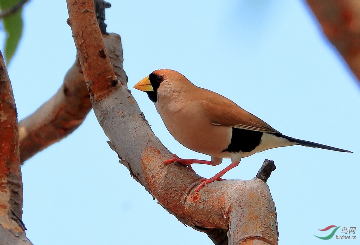蓑颈白鹮重游澳洲2017年澳大利亚拍鸟手记