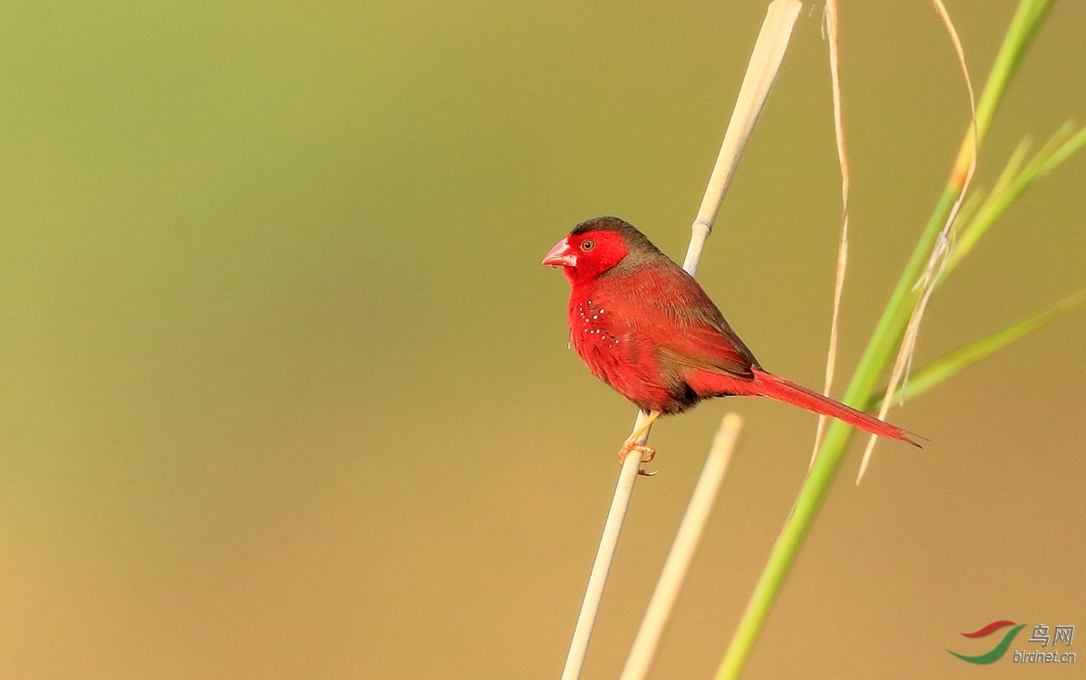 赤胸星雀crimson finch.jpg