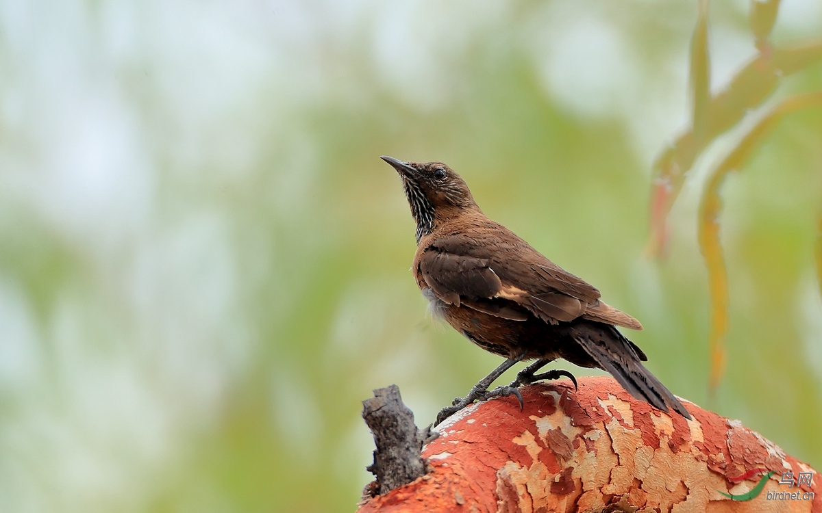 ��β������ľȸBlack-tailed Nativehen.jpg