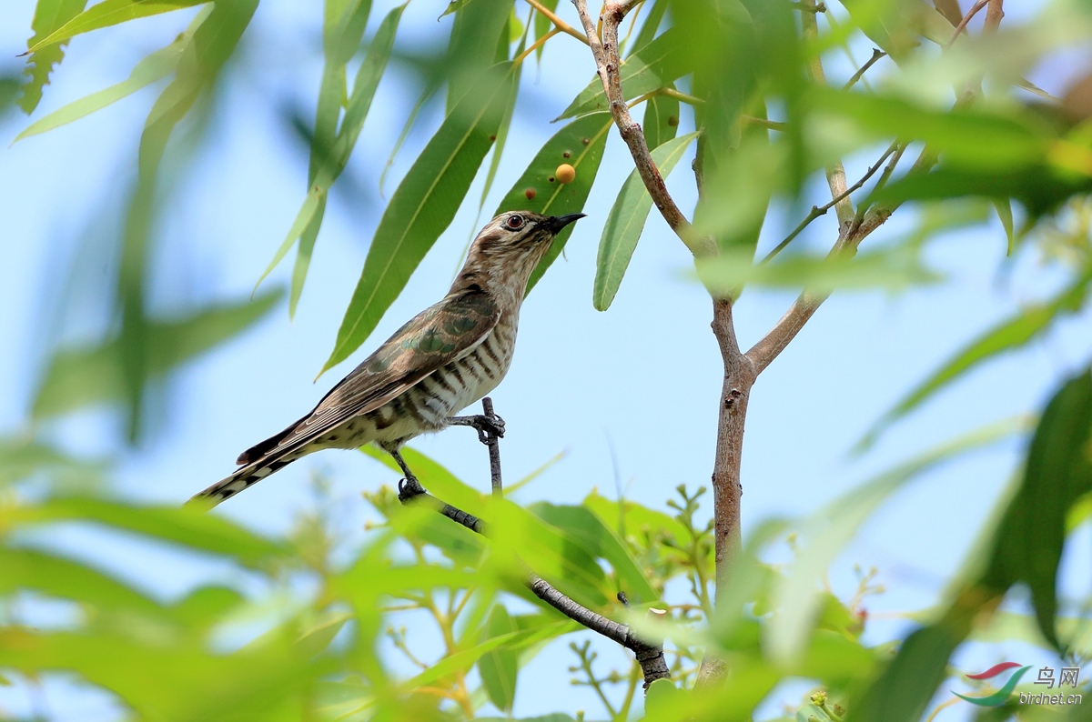 ���Ͻ��Horsfield\\'s Bronze-Cuckoo.jpg