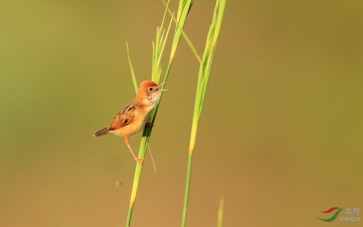 ��ͷ��βݺGolden-headed Cisticola.jpg