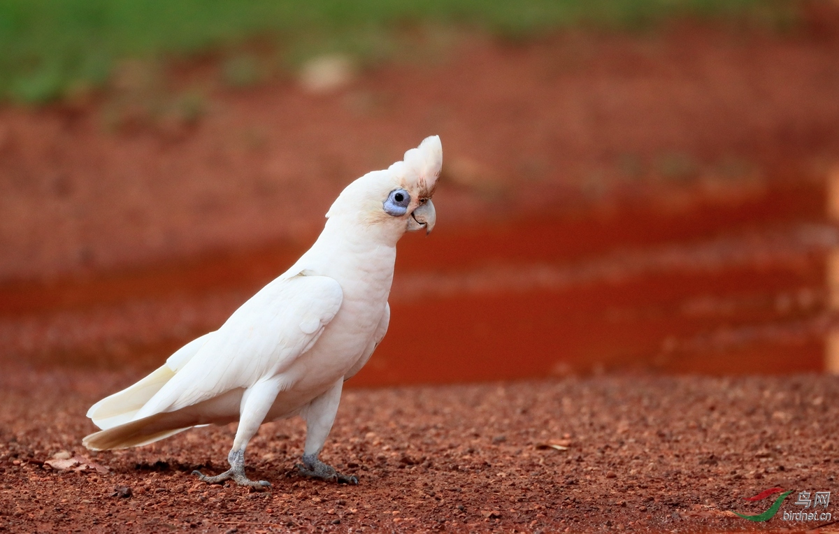 С��ͷ����Little Corella.jpg