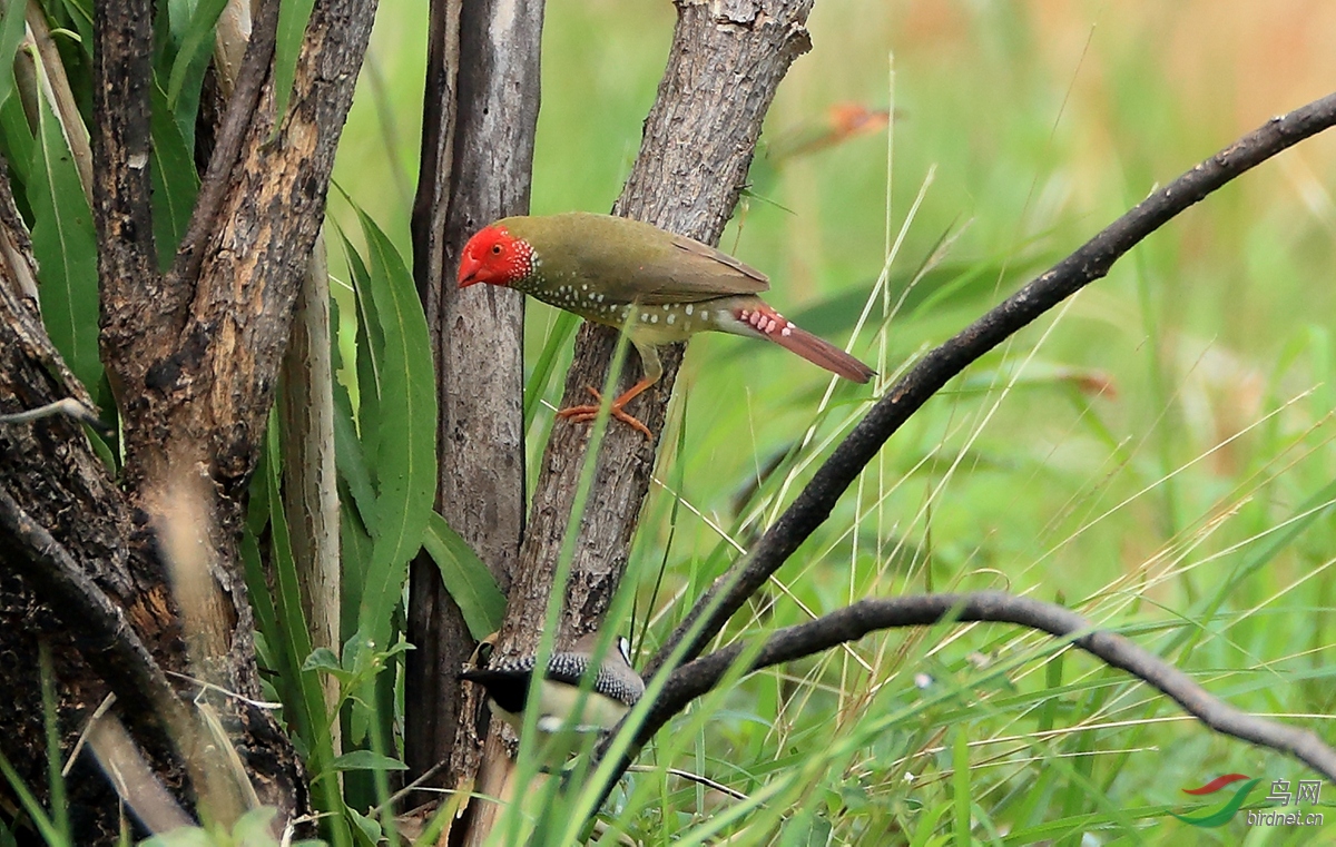 ��ȸStar Finch.jpg