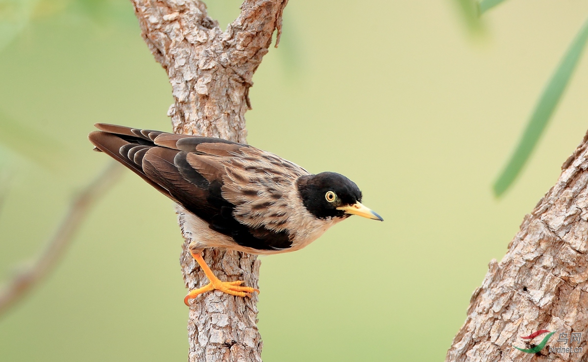 ��ɫ���[Varied Sittella.jpg