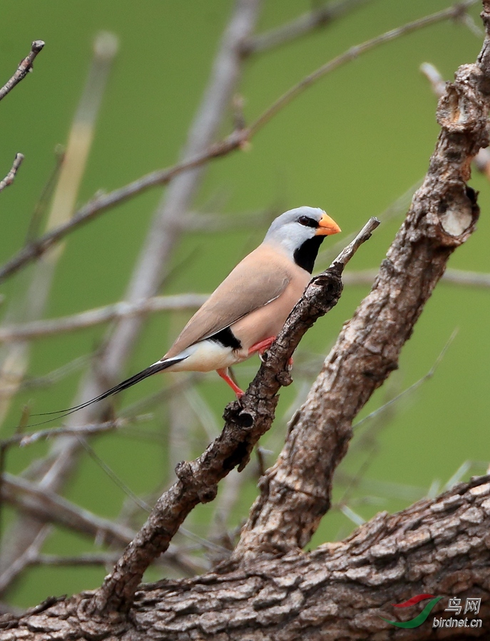 ��β��ȸLong-tailed Finch.jpg