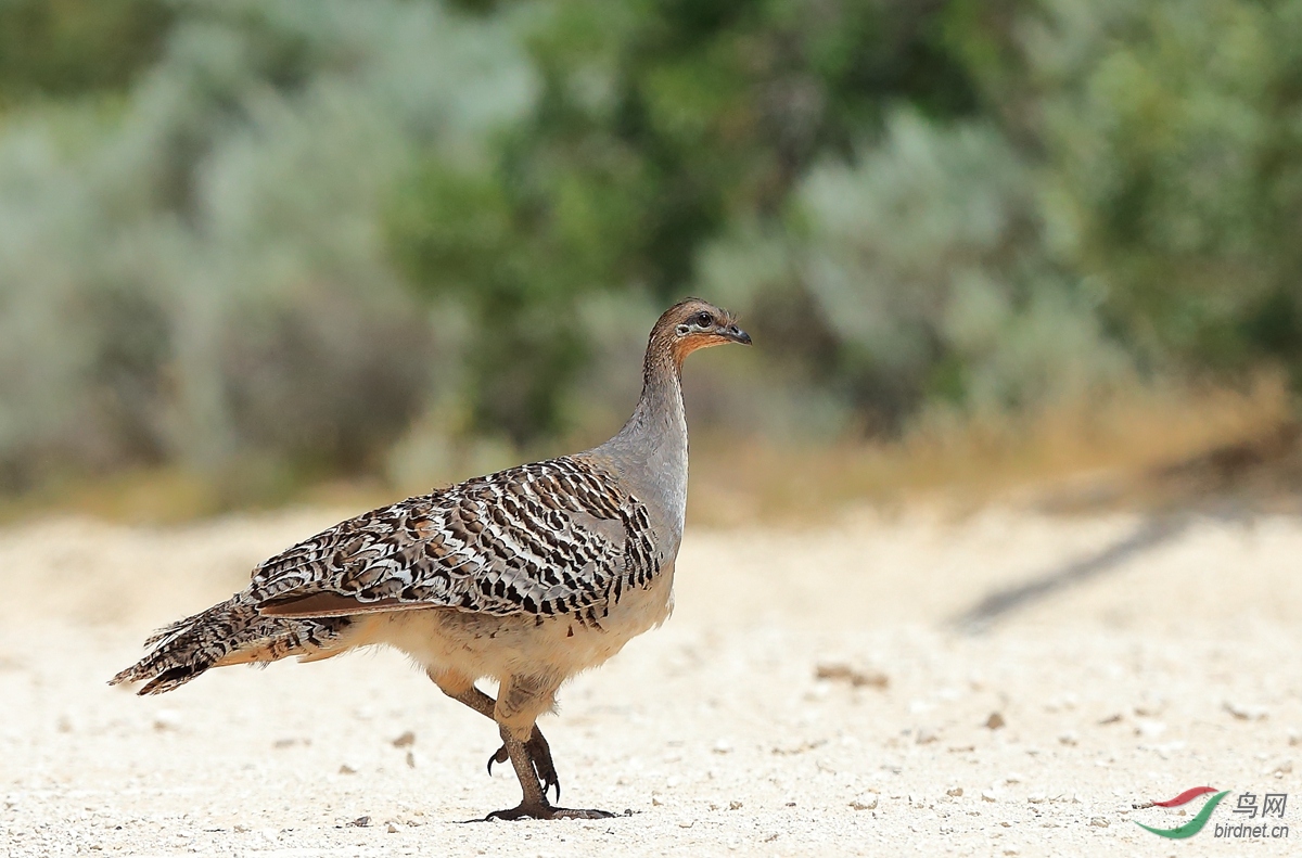 �۰߉V��Malleefowl.jpg