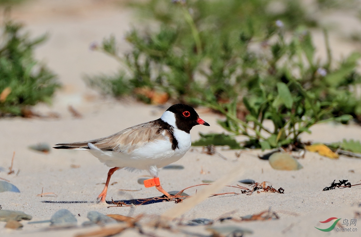 ��ͷ�aHooded Plover.jpg