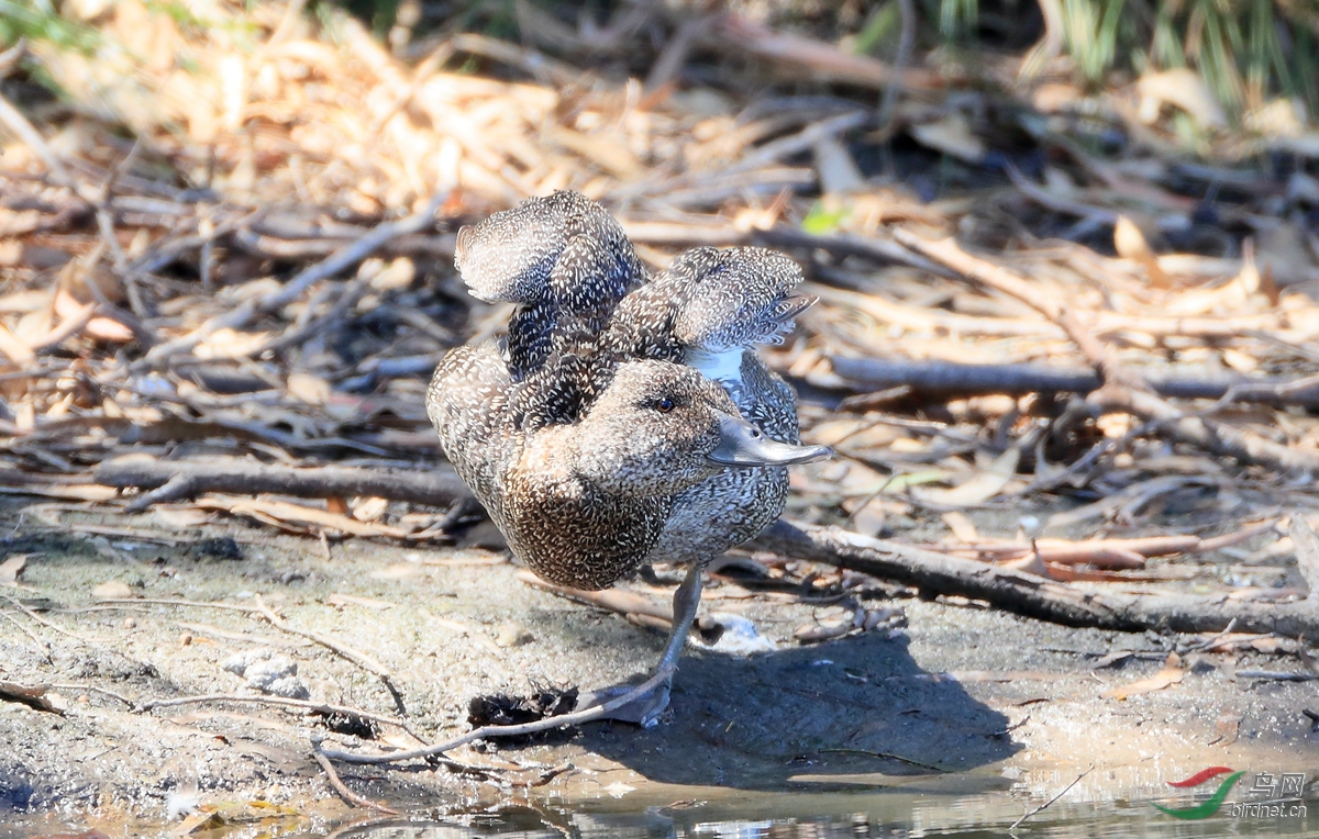 ���ް�Ѽ��Freckled Duck.jpg
