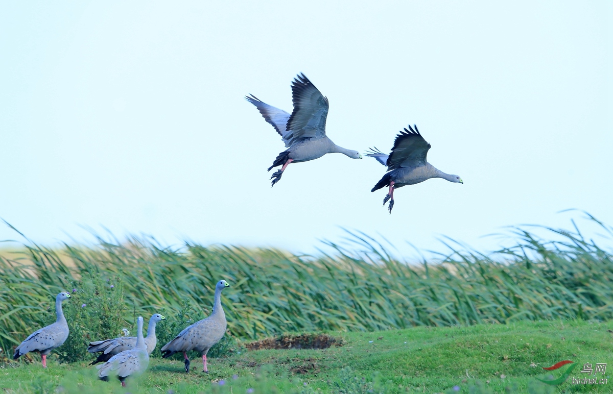 ���޻���Cape Barren Goose.jpg