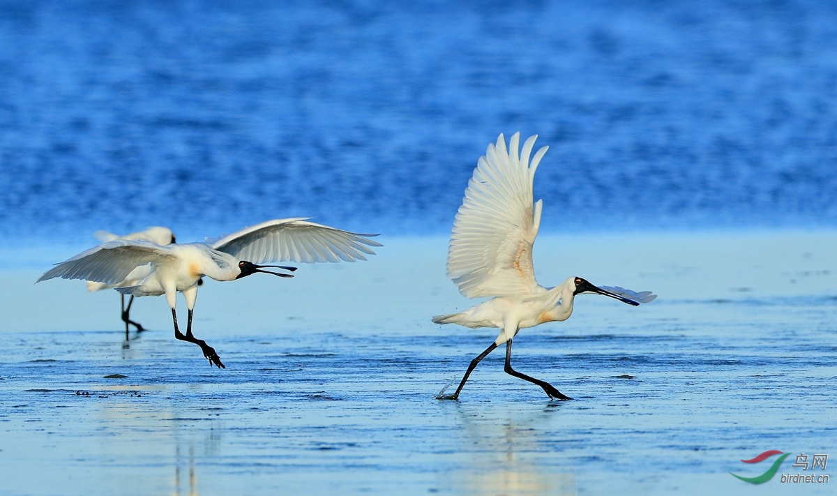 ��������Royal Spoonbill.jpg