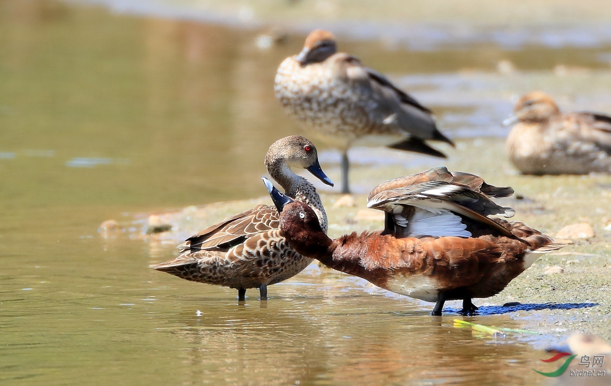 ����ǱѼ�ͻ�ѼHardhead&Grey Teal.jpg