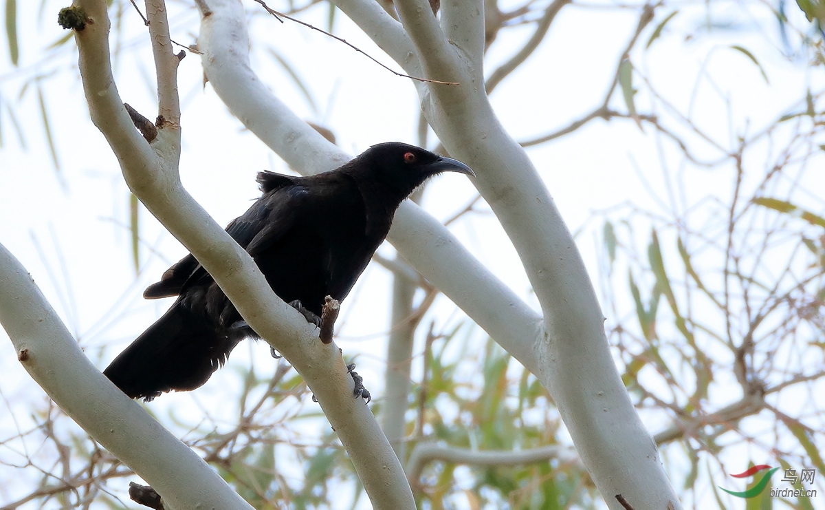 �׳��ѻWhite-winged Chough.jpg