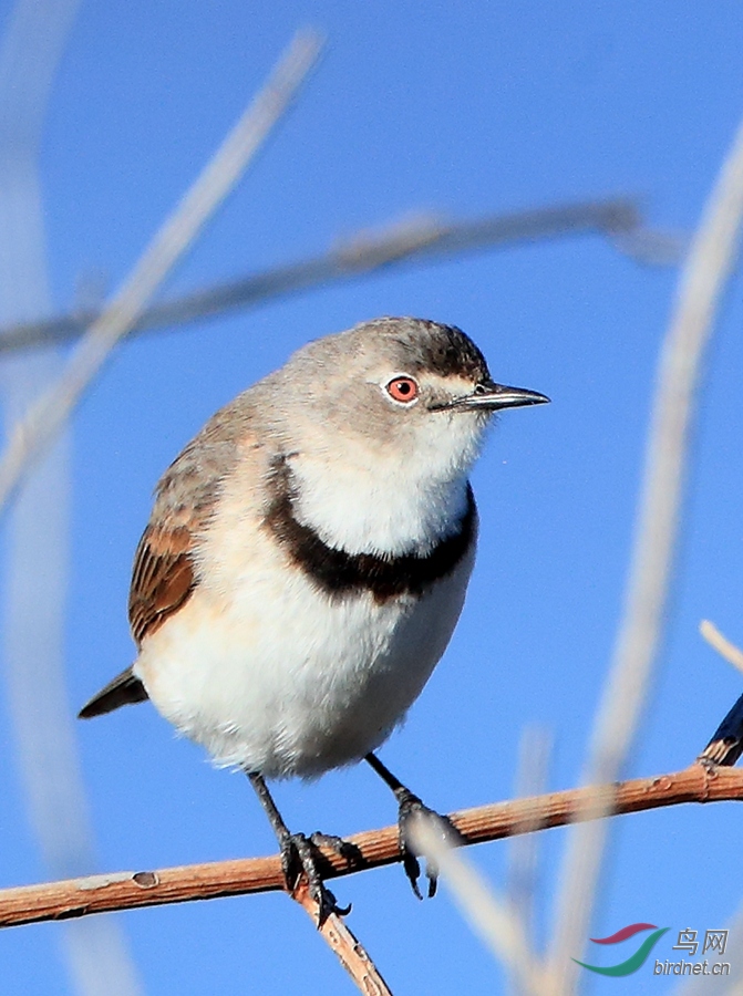 �׶�Ĵ�White-fronted Chat.jpg