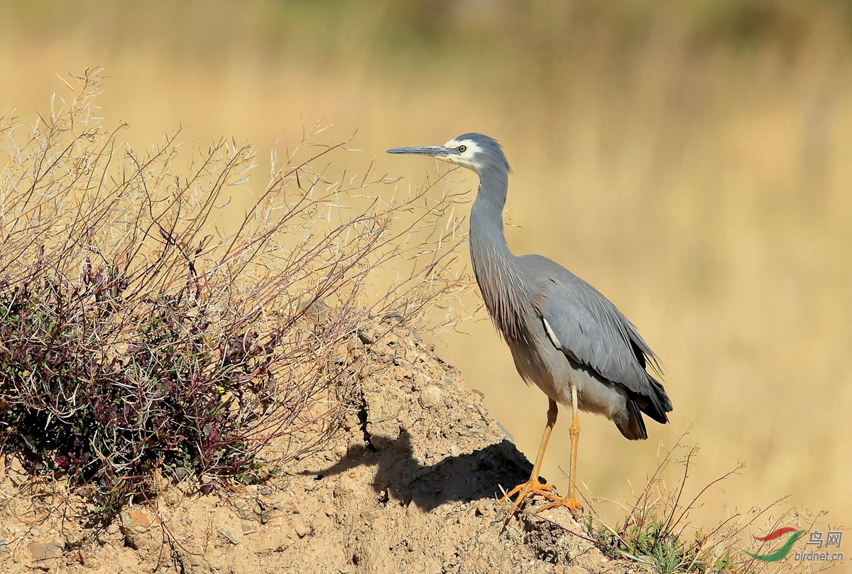 ������White-faced Heron.jpg