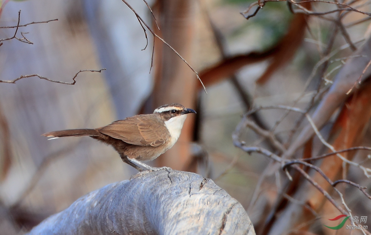 蓑颈白鹮重游澳洲2017年澳大利亚拍鸟手记