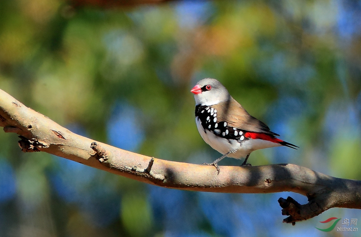 ��в��βȸDiamond Firetail.jpg