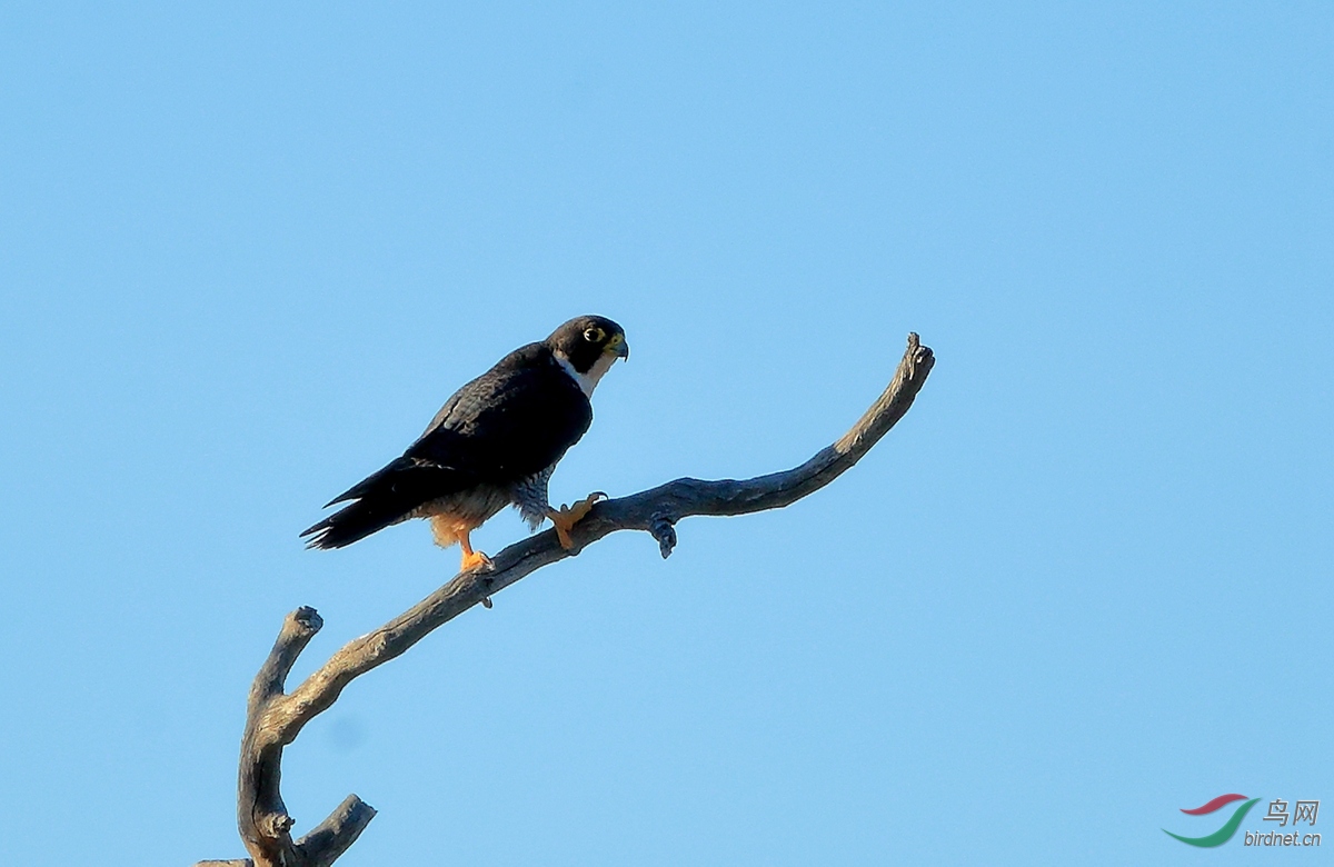 ����Spotted Harrier.jpg