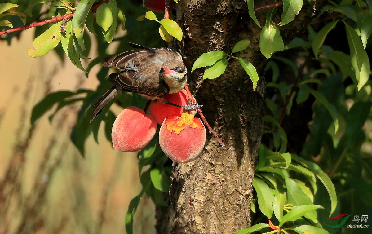 �̼մ�����Spiny-cheeked Honeyeater.jpg