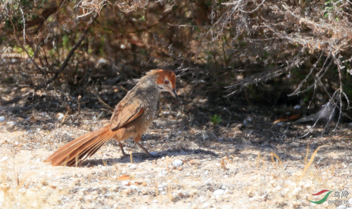 �̳��ݺRufous Bristlebird.jpg