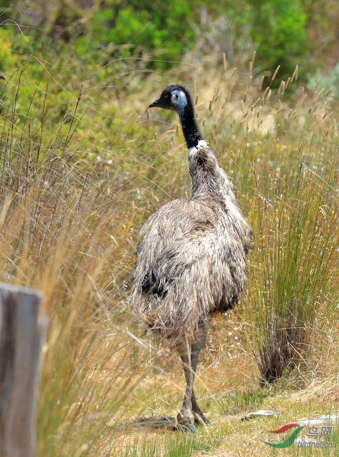 ���Emu.jpg