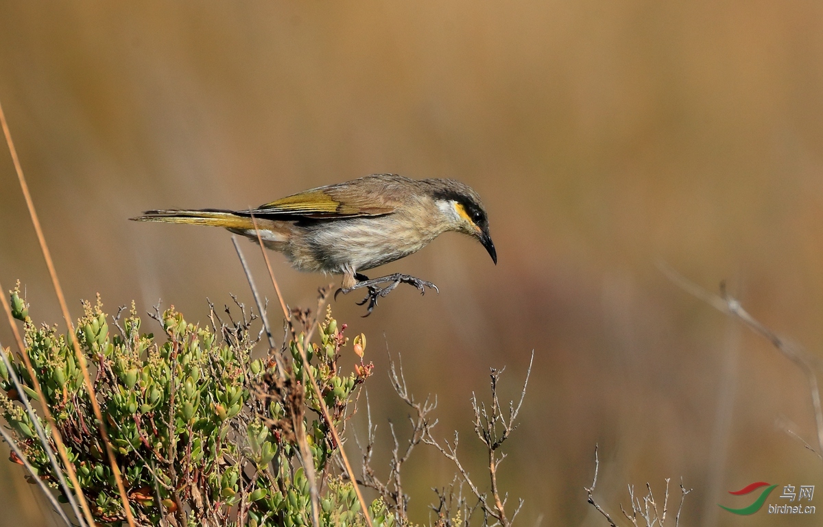 ��������Singing Honeyeater.jpg