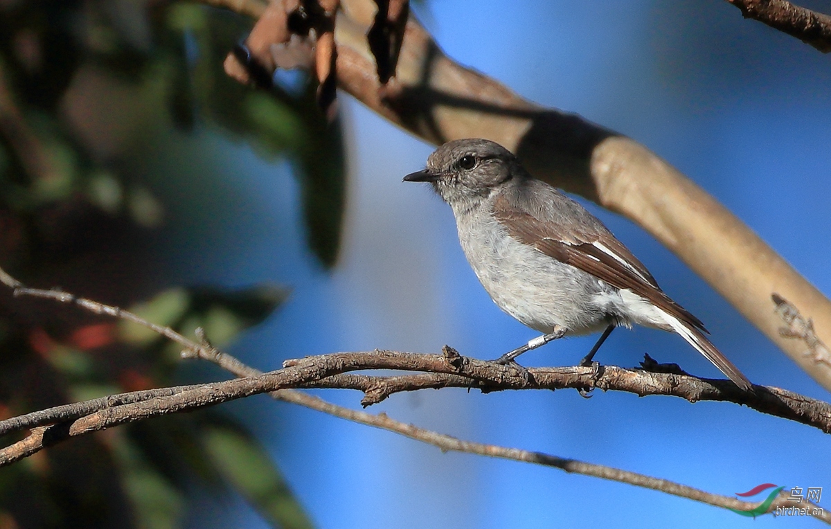 ����lHooded Robin.jpg