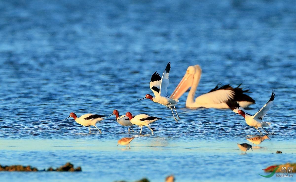 �쾱������Red-necked Avocet.jpg