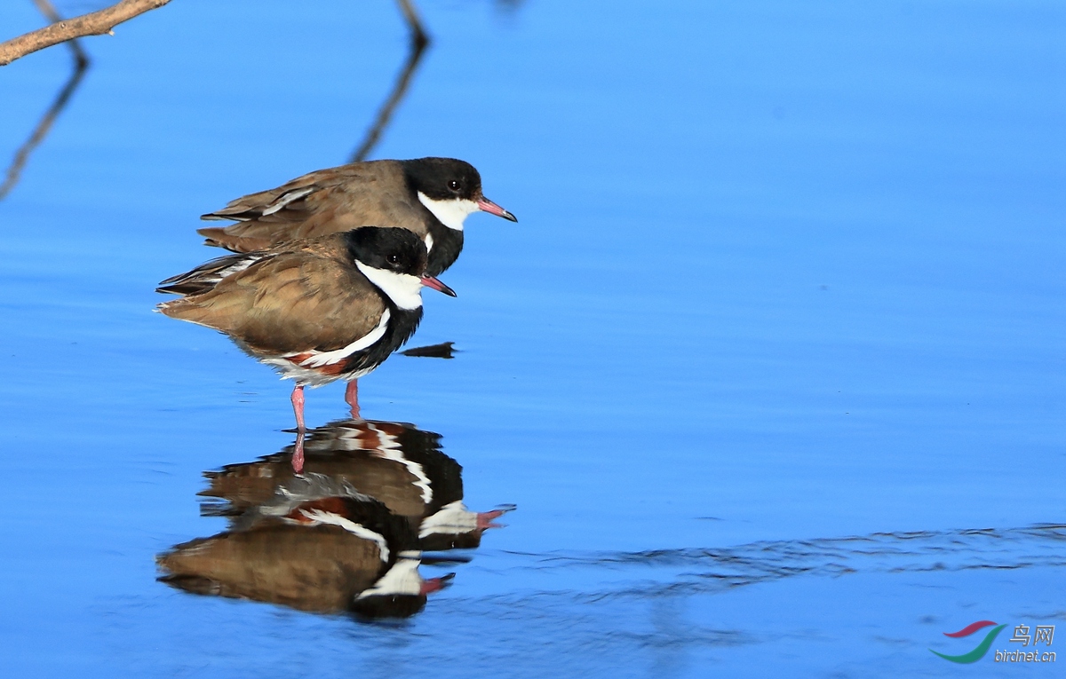 ��ϥ��Red-kneed Dotterel.jpg