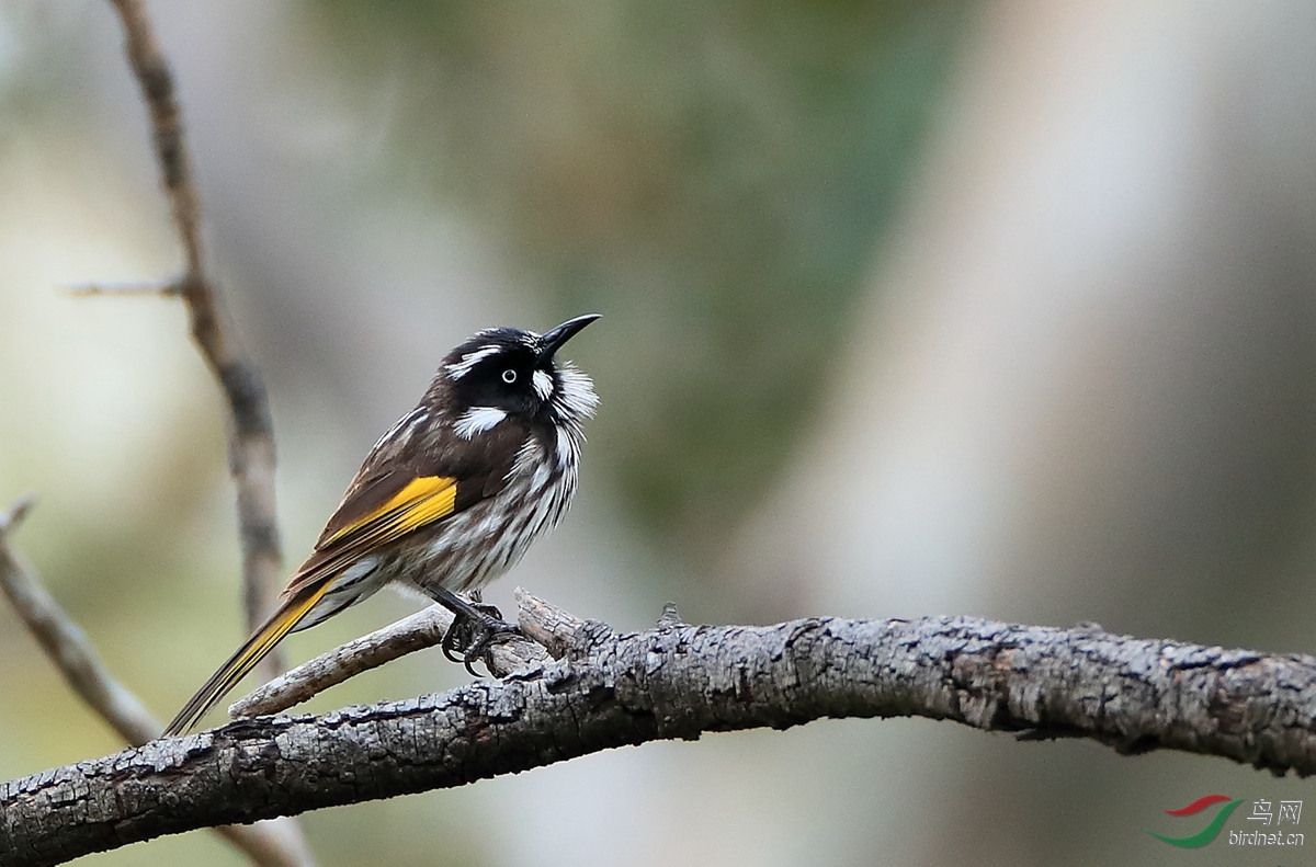 �Ƴ������New Holland Honeyeater.jpg