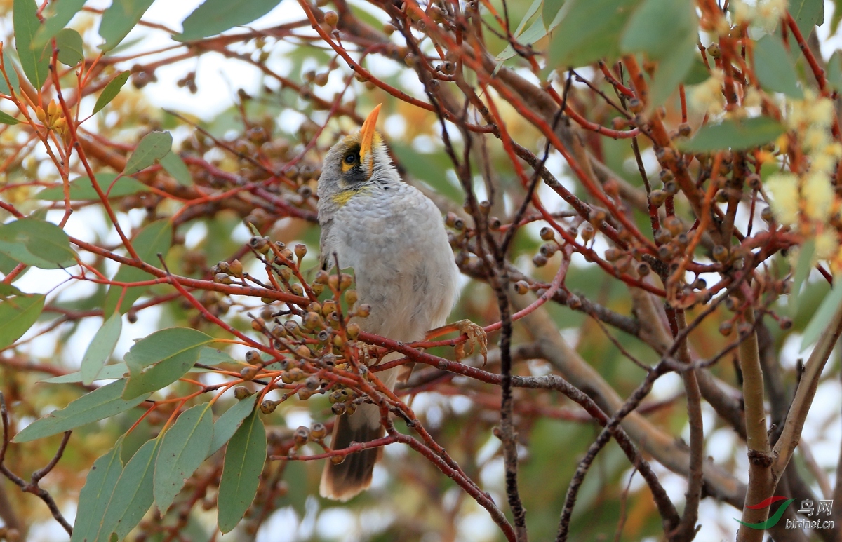 �ƺ���������Yellow-throated Miner.jpg