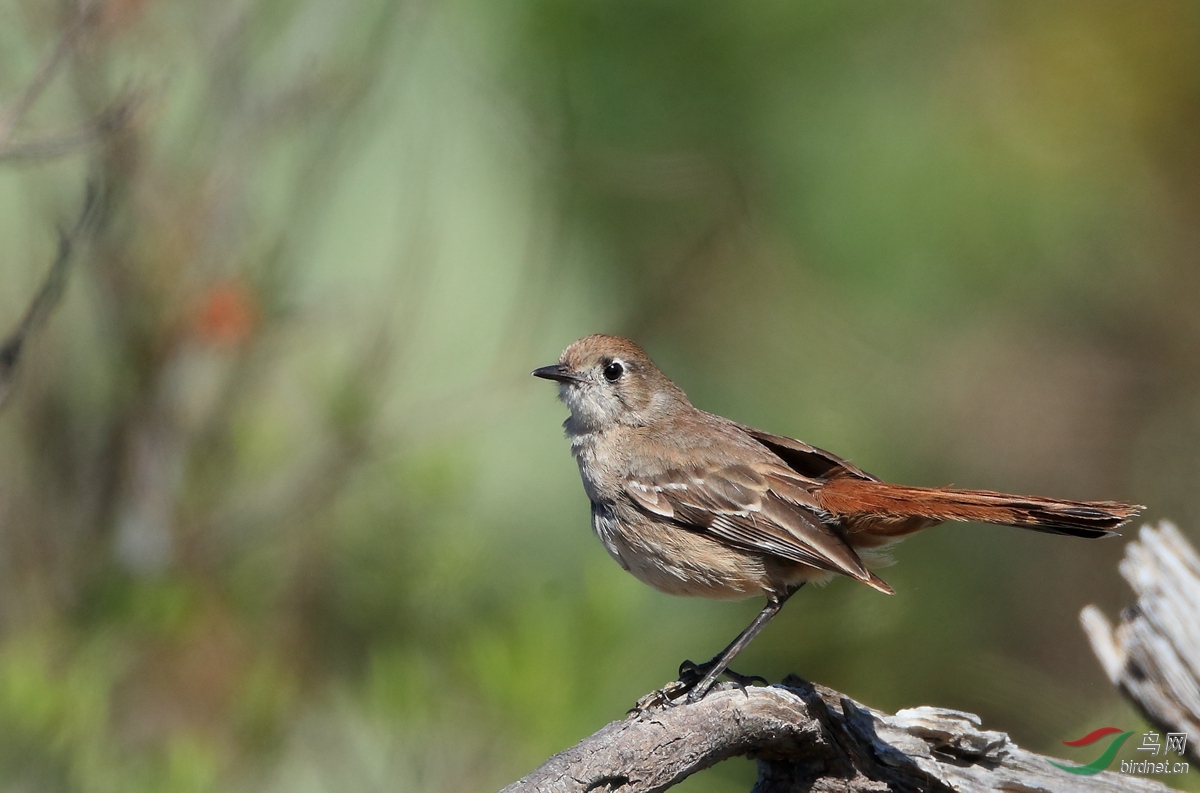 ����޴�Southern Scrub-Robin.jpg